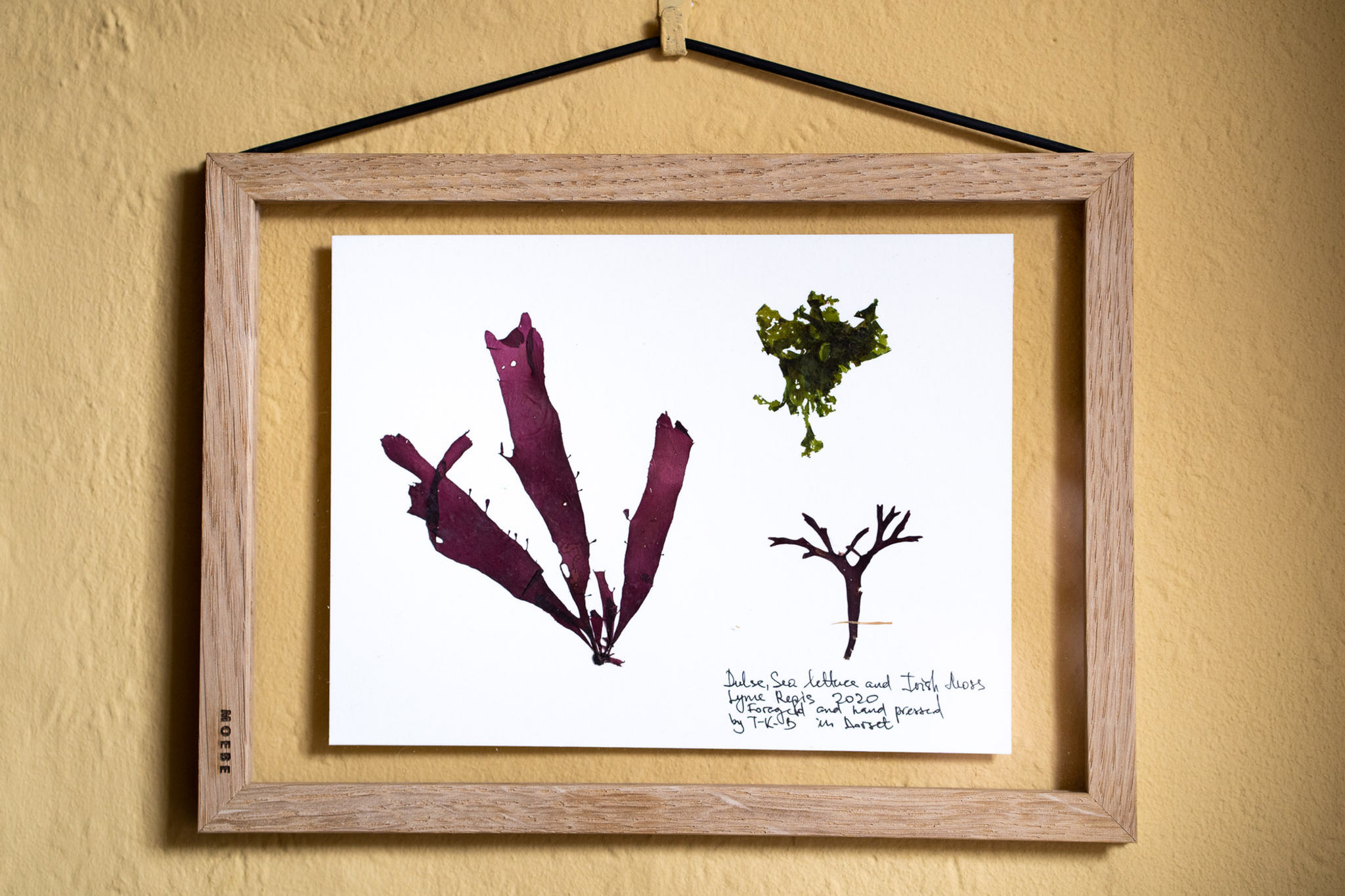 Dulse, Sea Lettuce and Irish Moss