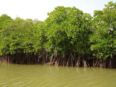 New partner announcement, adopted Mangroves