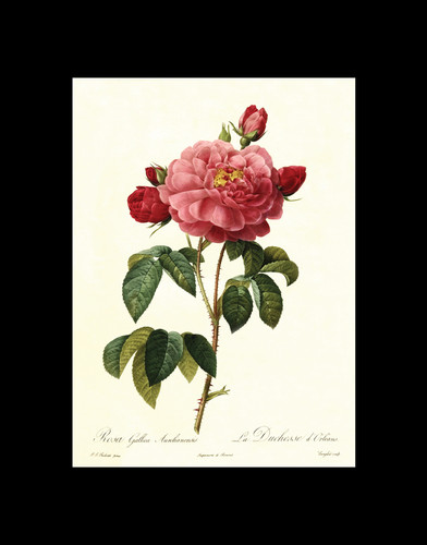 Botanical drawings of roses by Pierre-Joseph Redouté