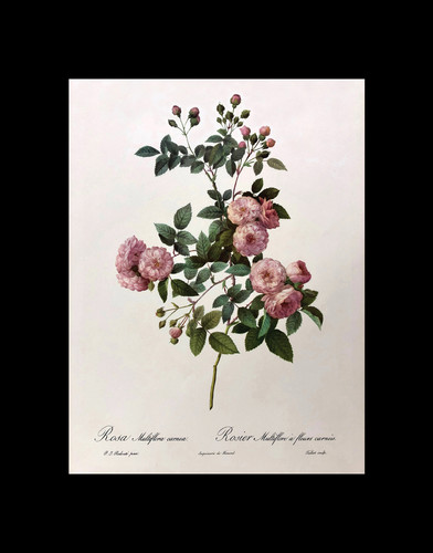 Pierre-Joseph Redout、The Roses48 Redouté's Roses by Pierre Joseph Redouté – The Botanics Shop