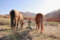 Liz and Horses_small.jpeg