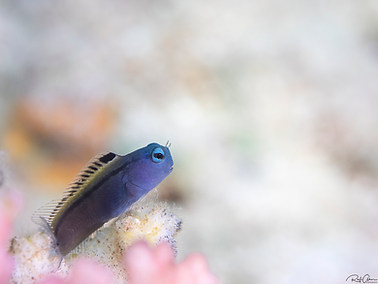 Red Sea Mimic Blenny - Juvenile