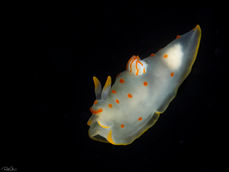 Ceylon Gymnodoris - Gymnodoris ceylonica.jpg