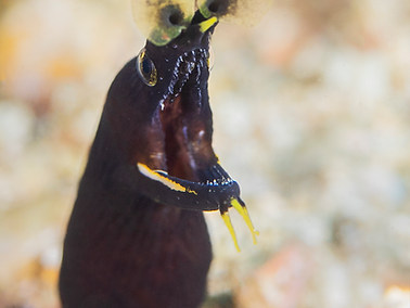 Ribbon Moray Eel - Juvenile