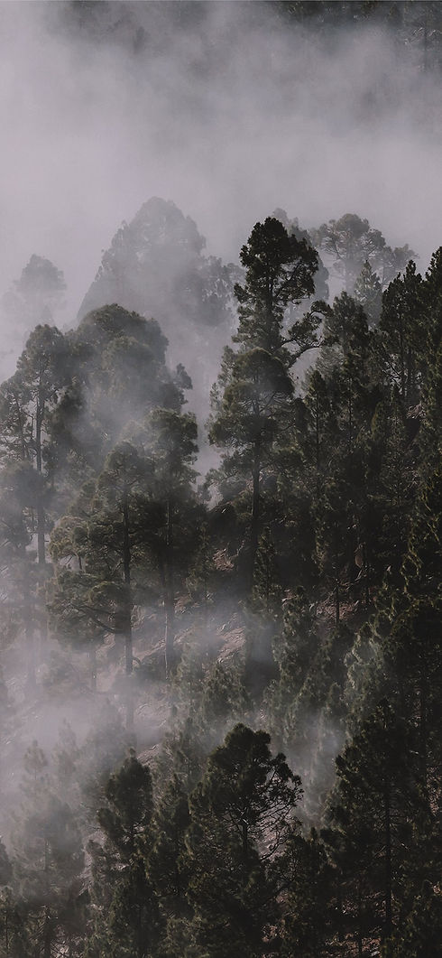 moving boundaries homepage image of a nordic forest