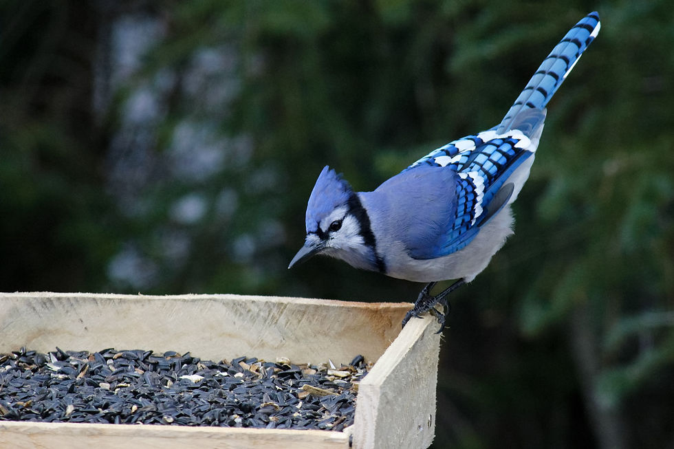 A Blue Jay perched on a bird feeder is by nickfish03 at Pixabay.