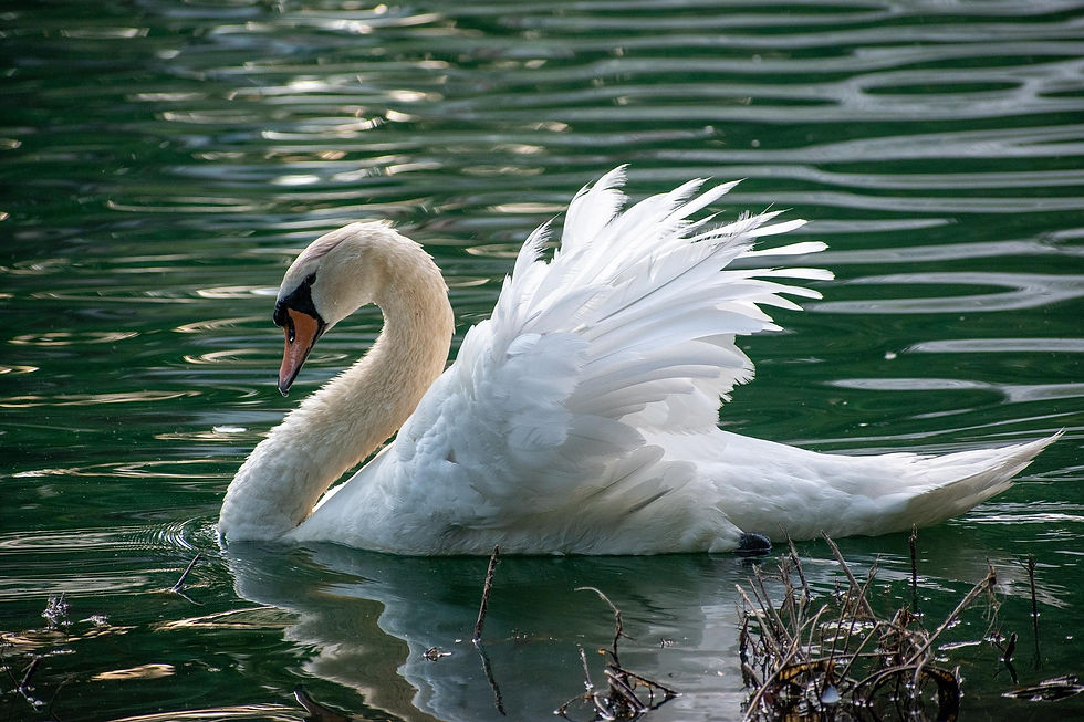 An elegant white swan on the water displaying its beautiful plumage.