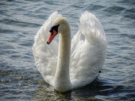 All About Swans: God’s Majestic Wonders