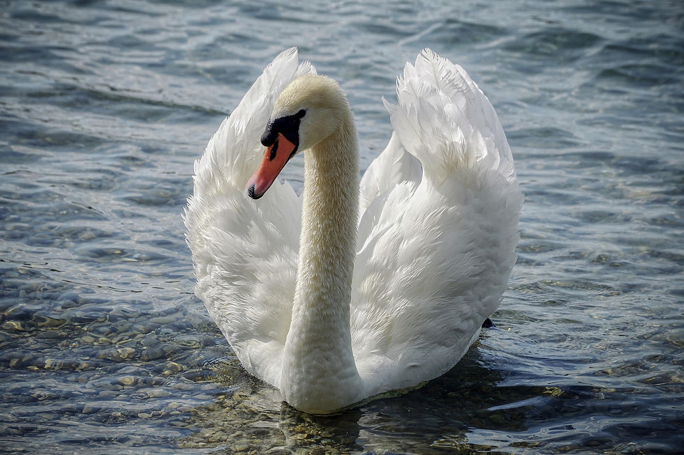 A European mute swan is known for its quiet nature.