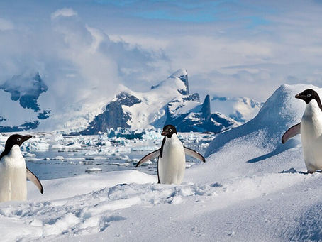 Adélie Penguins in south Shetland Islands. Phto by ravas51, CC BY-SA 2.0, via Wikimedia Commons.