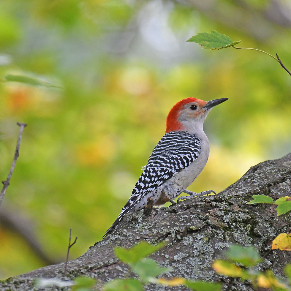 Red-bellied Woodpecker taken October 10, 202 by lwolfartist, licensed under CC BY 2.0, via Wikimedia Commons.