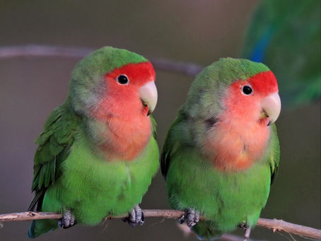 Rosy-faced lovebirds by Charles J. Sharp and licensed under CC BY-SA 4.0, via Wikimedia Commons. 