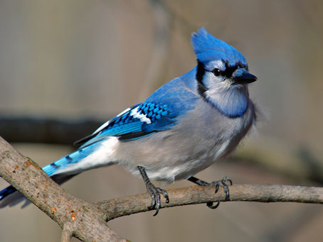 Blue Jay, Cyanocitta cristata, Welland, December 4, 2007. The image is by Rob Hanson from Welland, Ontario, Canada, and is licensed under CC BY 2.0, via Wikimedia Commons.
