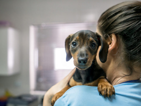 Heartworm in Dogs: What You Should Know About the Mosquito-Borne Parasite