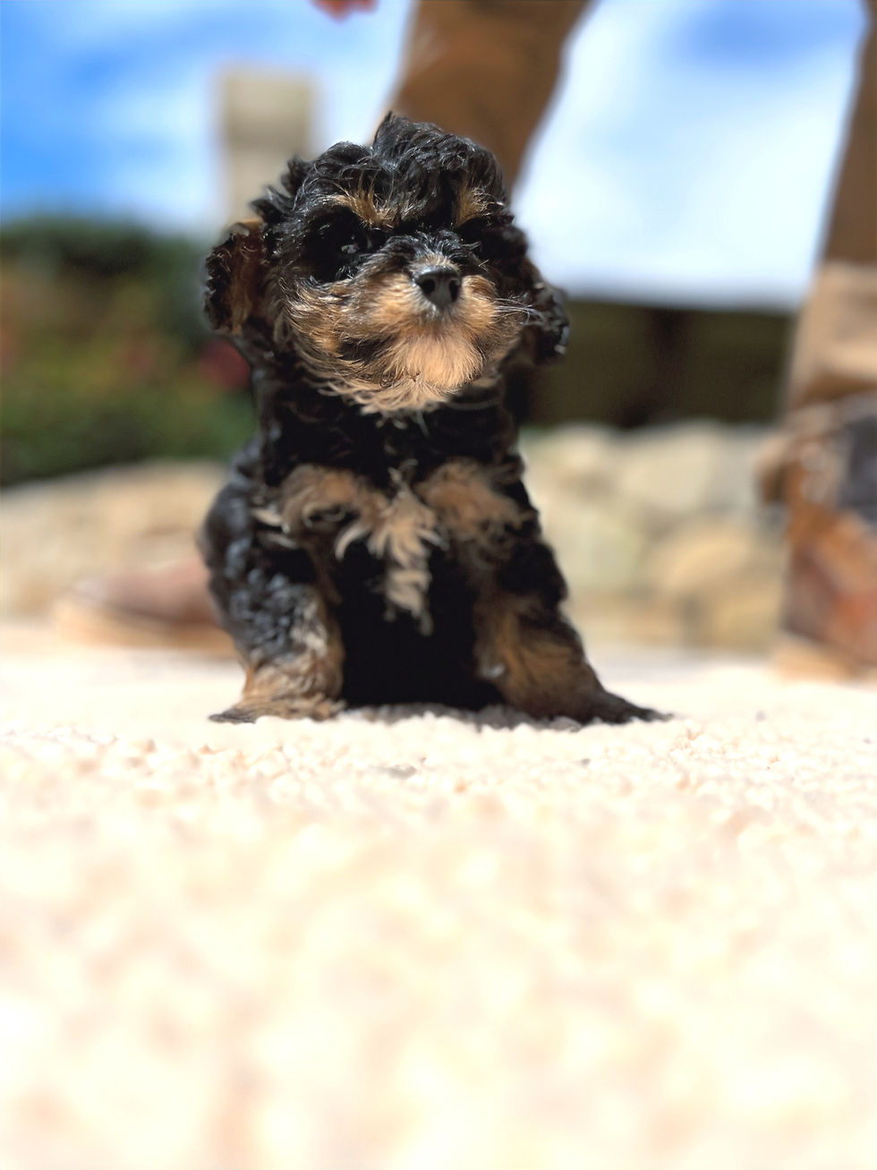 Cavachon puppy