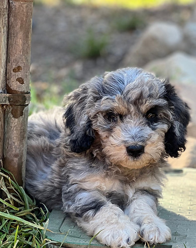 Tinkerpups Aussiedoodle