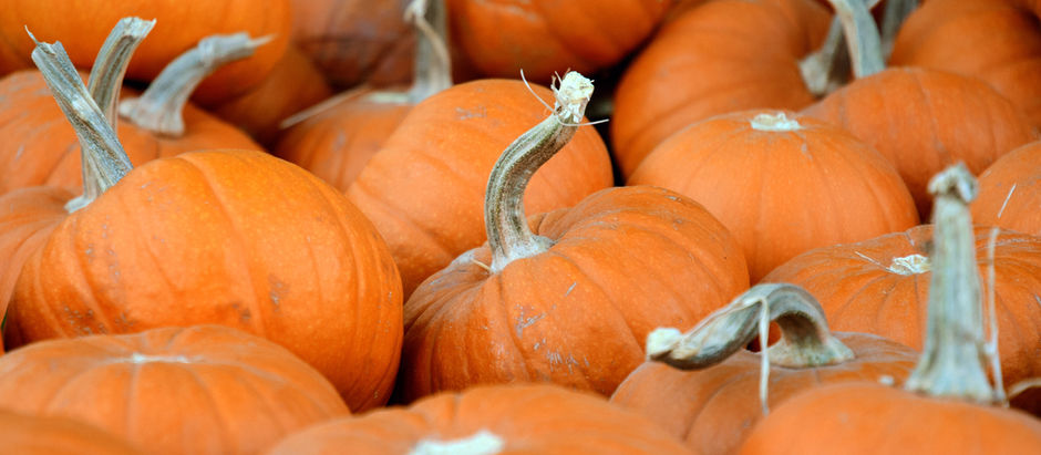 How to Grow Sugar Pumpkins from Seed!