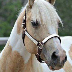 Blue Roan Mare • Sparkling Blue Spark (Blue) 