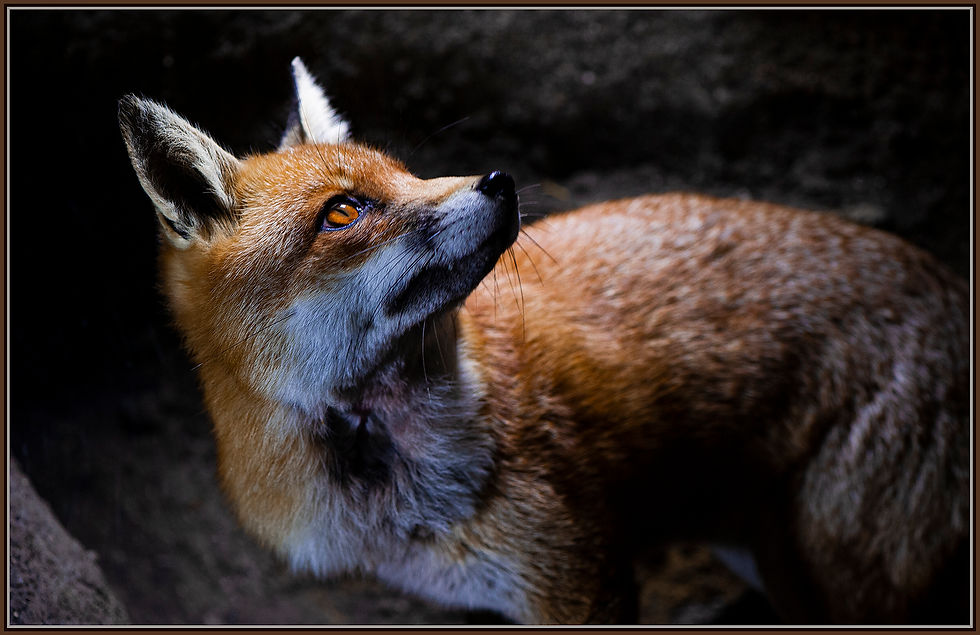 Fox Underground