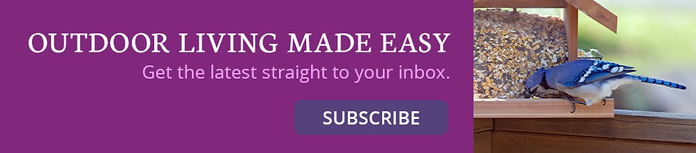 newsletter subscribe button