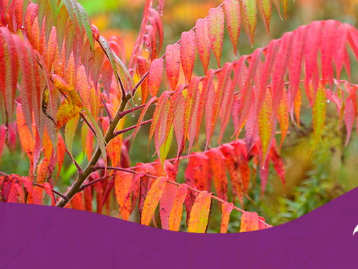 The Best Shrubs for Fall Color