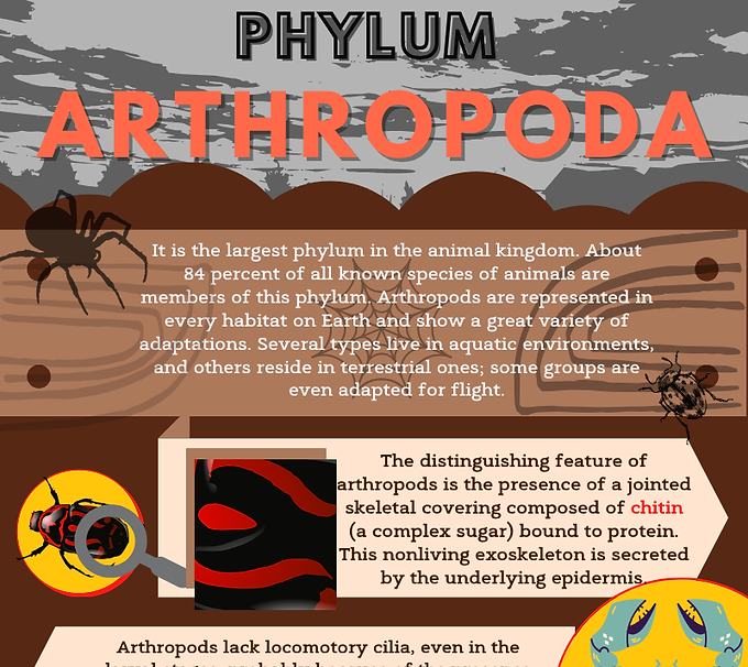 Phylum Arthropoda.png