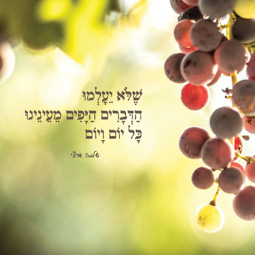 תמונה ממוזערת: סדנה בארגז