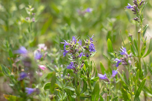 Champétrade Gros muscles-49.jpg