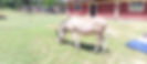 The Farm 2