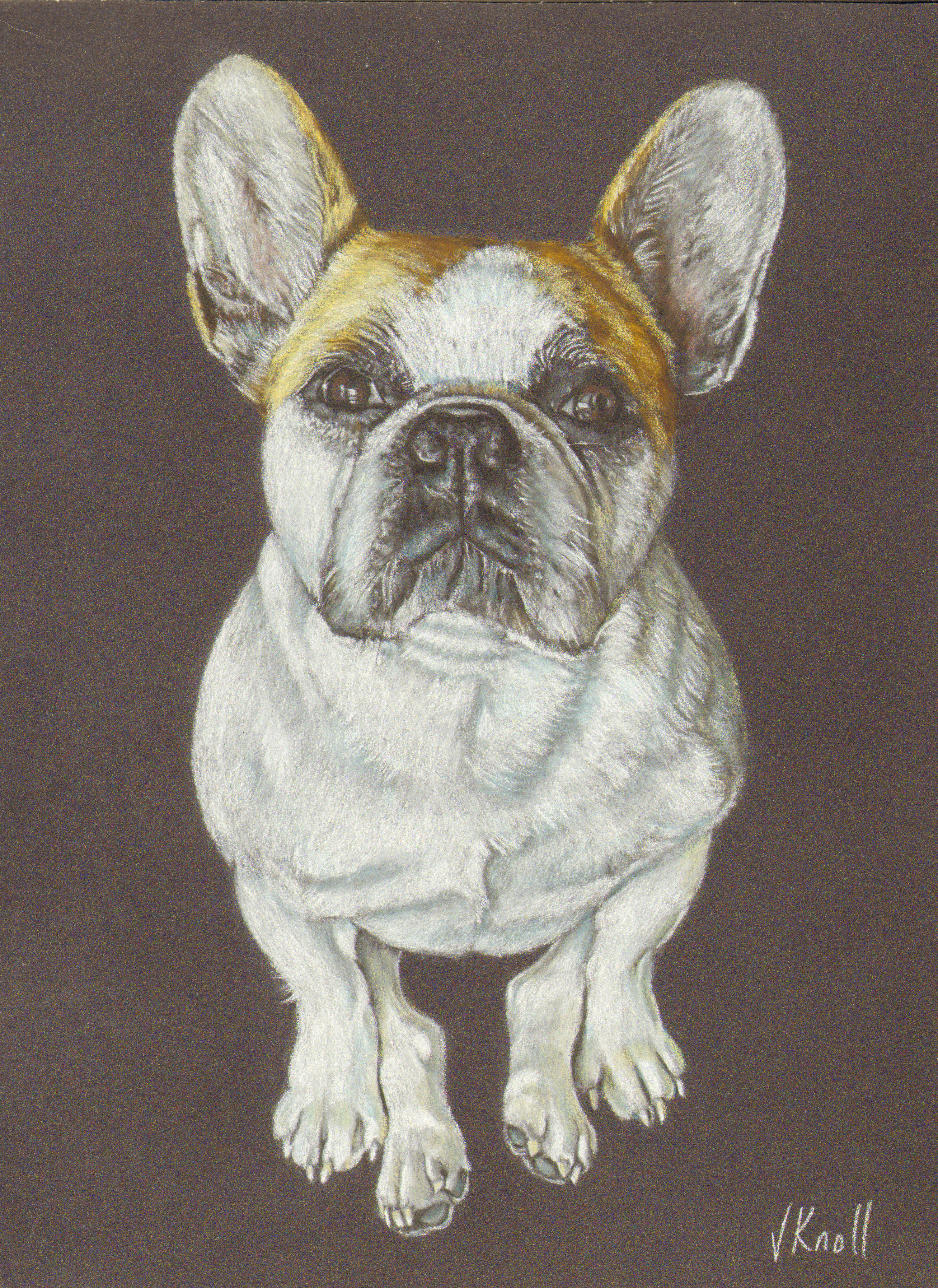 Colored Custom Pet Portraits