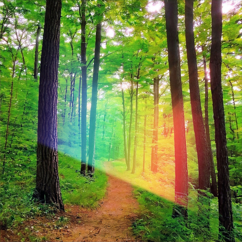 Jersey woods_edited.jpg