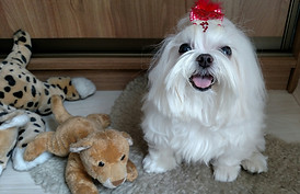 Seguro de Moto Porto Seguro