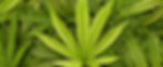 Cannabis leaves .jpg