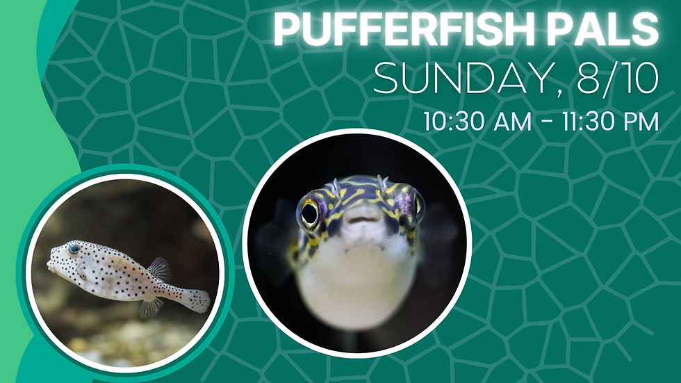 Early Explorers: Pufferfish Pals
