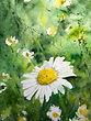 Marguerite blanche - aquarelle, 11x9 $150