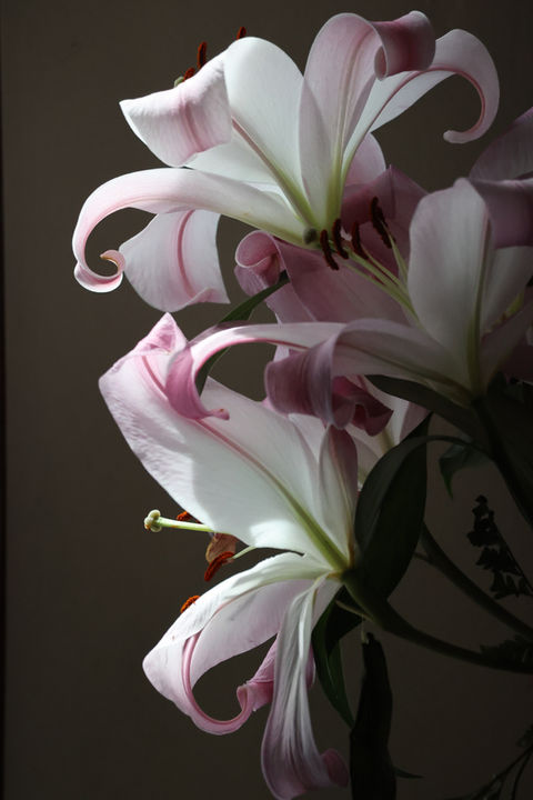 Flowers I got for my wife