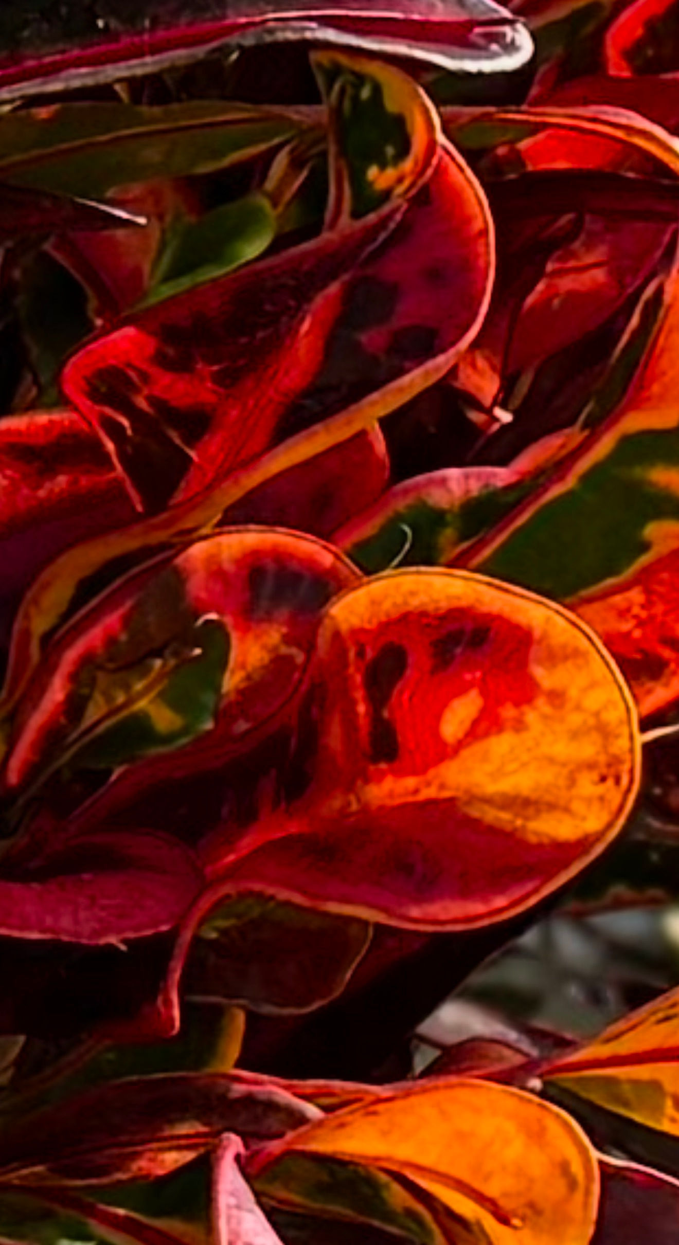 One little burning bush