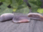 BotswanaAgate