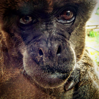 Monkey World, Dorset, United Kingdom