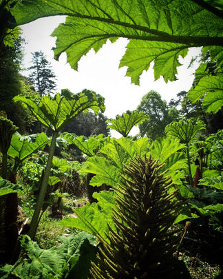 Trebah Gardens, Cornwall, United Kingdom