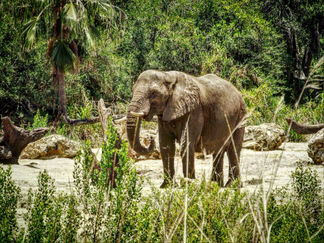 Animal Kingdom, Walt Disney World, Florida