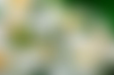 PROPIEDADES DE LA FLOR DE AZAHAR