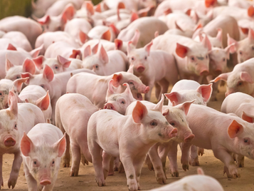 Bioseguridad en porcicultura: medidas clave para granjas medianas