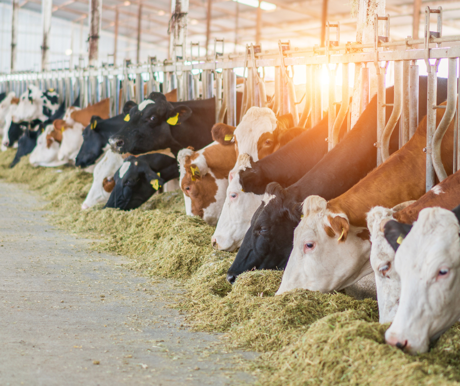 Prevención de enfermedades en ganado de leche: protocolos clave para rebaños saludables