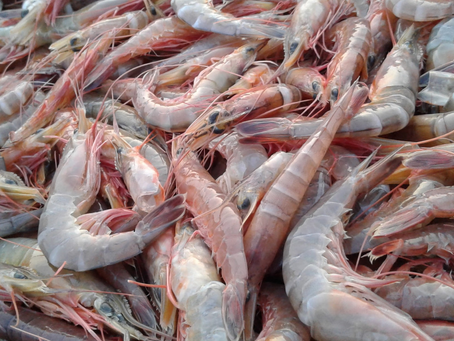 Manejo del agua en estanques de camarones: claves para evitar enfermedades