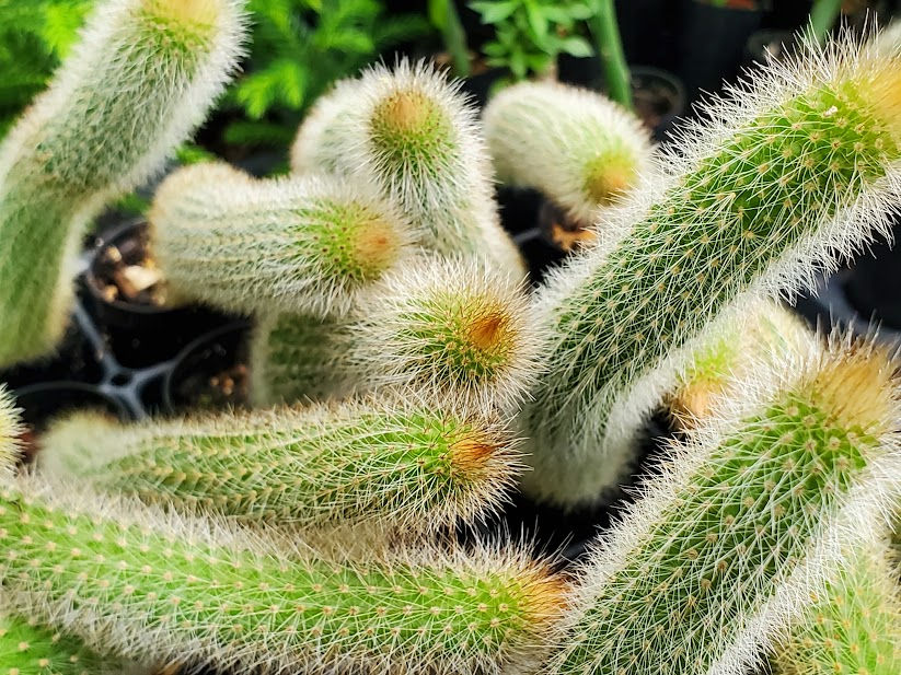 Fox Tail Cactus