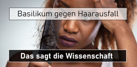 basilikum haarausfall was sagt die wissenschaft
