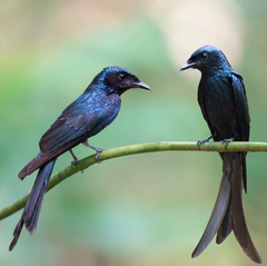 VFJ Pilates Face To Face Services