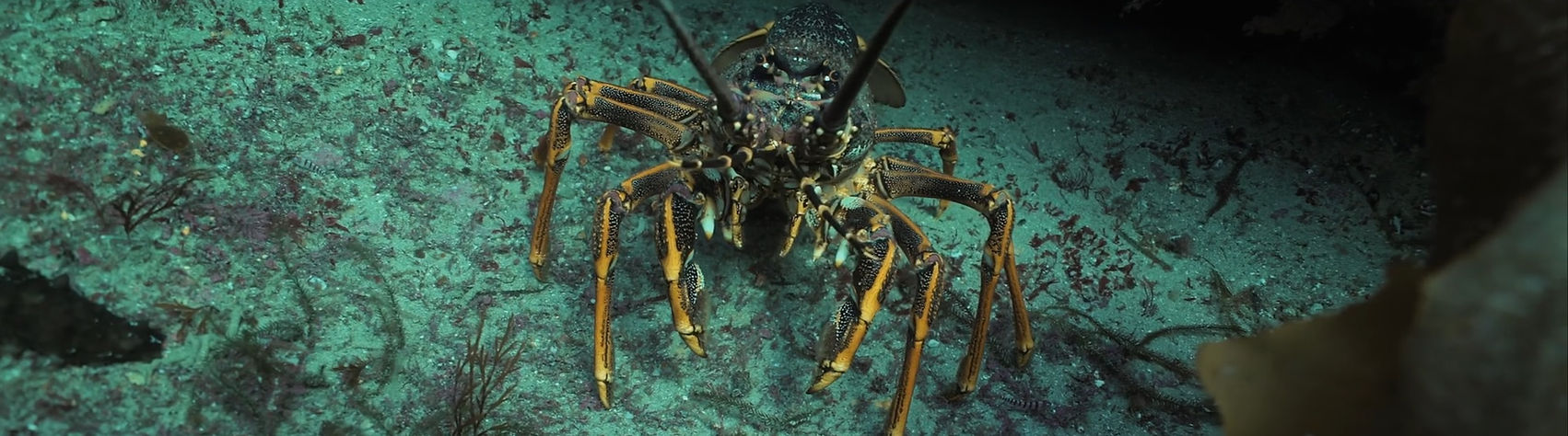 Lobster at home.jpg