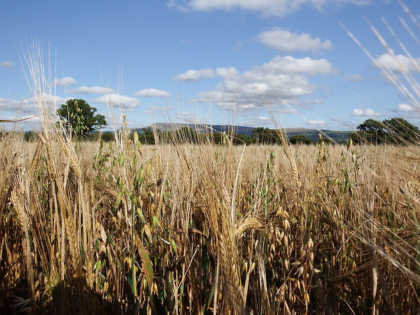barley field.JPG